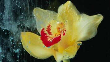 Yellow beautiful flower and paint in water. Stock footage. Close up of blooming flower and ink spreading like fog underwater. video