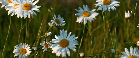 kamomill fält. kreativ. ljus daisy sola sig i de Sol i makro fotografi mot de bakgrund av gräs . video