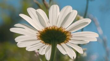 skön daisy är vattnas på solig sommar dag. kreativ. närbild av skön ljus daisy i ljus sommar regn med solig dag. flora och makro värld av sommar äng video