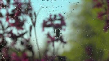 Beautiful spider on web in summer rain. Creative. Spider on web in blooming summer meadow during rain. Summer rain on meadow with spider and flowers. Macro world of meadow video