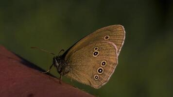 Close-up of butterfly sitting on hand. Creative. Beautiful butterfly on human hand. Butterfly and man on background of blurred greenery video