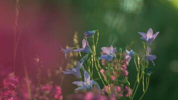 mooi bloemen van zonnig zomer weide. creatief. helder delicaat bloemen Aan wazig achtergrond van zomer weide. flora en macro wereld van zomer weide video