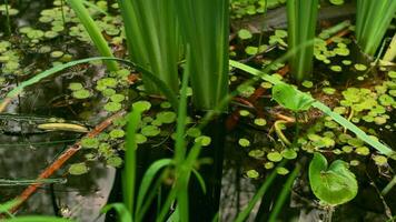 Beautiful greenery in swamp. Creative. Close-up of green vegetation on swampy surface. Swampy waters with green grass and vegetation video