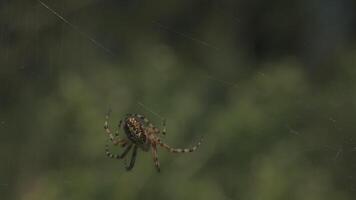 dichtbij omhoog van een klein spin Aan de web Aan groen onscherp achtergrond van een zomer weide. creatief. klein insect in de veld. video