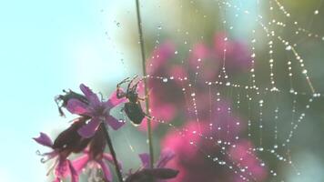 Spider on web with dew in summer meadow. Creative. Wild spider on web after rain in summer meadow. Sunny day in macro world of meadow video