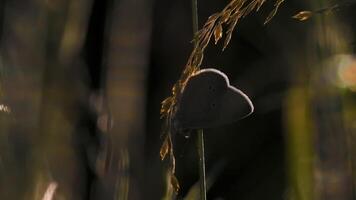 cerca arriba de un mariposa en un flor vástago debajo el noche Dom. creativo. dorado hora, insecto en el verano campo. video