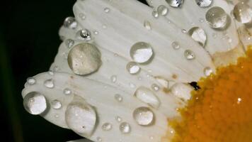 une fermer coup de une Marguerite dans macro la photographie. créatif. une énorme bourgeon sur lequel là est peu rosée et très petit noir insectes crawl. video