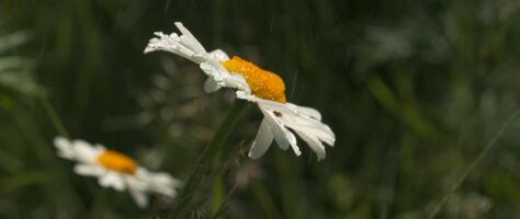 närbild av skön daisy på bakgrund av grönska. kreativ. skön äng blommor i vild. kamomill på bakgrund av grön äng gräs under regn video