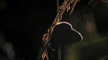 Bright butterflies with light wings in macro photography.Creative. Beautiful insects with large wings sitting on the landscape in the grass, which have a pattern on the wings and on which the rays video