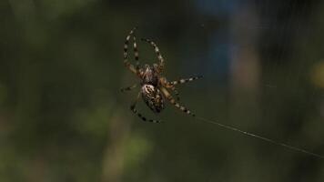 ein enorm Tarantel hängend auf es ist Netz. kreativ. ein hell Spinne mit Muster auf es sitzt auf es ist Netz und versucht es zu kriechen auf Es. video