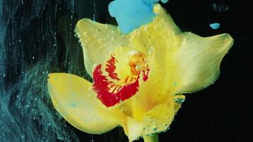 Close-up of beautiful flower in water with ink. Stock footage. Splash of ink with bright flower in water. Ink gently envelops bud under water video