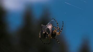 schließen oben von ein Spinne mit ein gefangen Opfer auf verschwommen Natur und Blau Himmel Hintergrund. kreativ. Spinne fangen es ist Lebensmittel. video