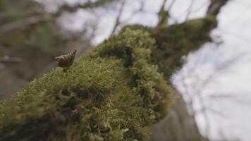 Close up an old tree trunk with green moss, blurred autumn forest. Action. Natural wooden texture in the mysterious forest. video