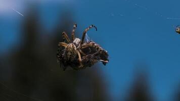 A large insect.Creative. The spider is trying to move a large dry object on its web against the background of the blue daytime sky. video