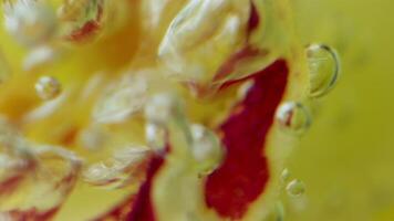 Close-up of bubbling bubbles on petal. Stock footage. Stream of bubbles in water on background of flower. Bubbles move with flower petal video