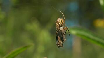 fechar acima do uma aranha e dele vítima preso dentro uma rede em borrado verde fundo. criativo. selvagem natureza conceito, alimentando do a inseto. video