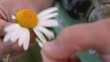 a Garoto é segurando uma flor dentro dele mãos. criativo. uma pequeno criança cheira uma camomila e lágrimas fora a pétalas. fechar tiro do Bêbês face e flor video