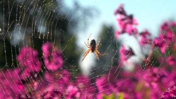 lluvia agua gotas que cae en suave rosado flores y el red con un araña. creativo. verano calentar lluvia que cae abajo en floreciente flores y el insecto. video