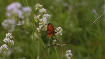 borboleta senta dentro a grama. criativo. a vento golpes a Relva crescendo dentro a compensação. uma lindo colori borboleta senta dentro uma compensação cercado de flores e Relva video