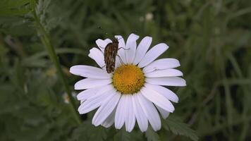 un hermosa manzanilla crece en un campo y insectos gatear en él. creativo. un flor con blanco pétalos y un amarillo centro. insectos son en el flor. el viento golpes un flor creciente en un claro video