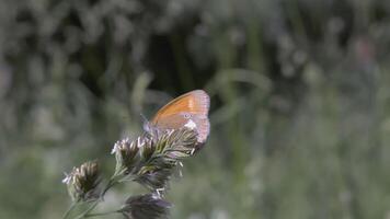 Butterfly sits in the grass. CREATIVE. The wind blows the grass growing in the clearing. A beautiful colored butterfly sits in a clearing surrounded by flowers and grass video