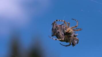 A large spider with thin legs. Creative. An insect in macro photography is sorting through a large dried insect on its web in the blue sky. video