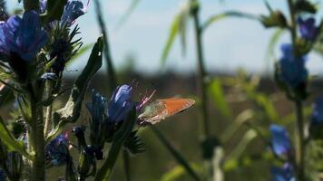 Nahansicht von Schmetterling auf Blau Blumen im Feld. kreativ. sonnig Tag im Feld mit Leben von Schmetterling. Ruhe Schmetterling auf Blau Wildblume video