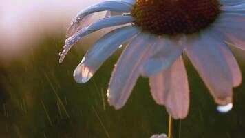 een mooi kamille groeit in een veld. creatief. een bloem met wit bloemblaadjes en een geel centrum. de wind slagen een bloem groeit in een opruimen video