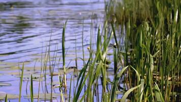 un libélula moscas cerca un estanque. creativo. cañas cerca el reservorio en primavera. un libélula moscas cerca el estanque y césped crece video