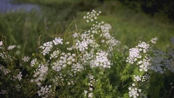 de jongen loopt door de weide met bloemen. creatief. achterzijde visie van een kind rennen door een veld- van madeliefjes. een kind in blauw kleren loopt door de hoog gras met madeliefjes video