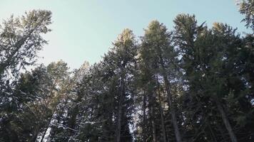 träd i de skog. klämma. träd växa i de skog runt om de äng. gran och gran mot de bakgrund av de himmel och moln video