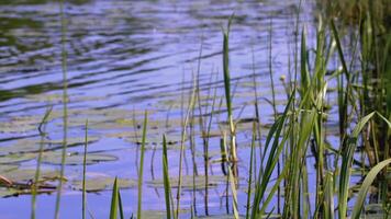 uma lindo reservatório perto vegetação e zonas úmidas. criativo. palhetas perto a reservatório dentro Primavera. moscas mosca por aí a lagoa e Relva cresce video