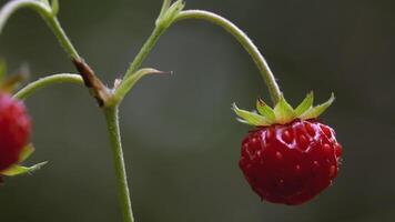 små jordgubbar på en gren i en clearing. kreativ. stänga skott av små röd jordgubbar i de grön gräs på de fält. blomning äng med små rosa bär och grön gräs i de bakgrund video