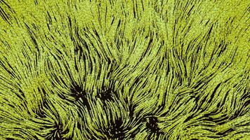 Moving 3d algae. Design. Beautiful wavy movements of algae lines. Bright lines move like algae on bottom of sea video