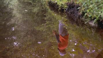 ein Kind Spaziergänge durch das Wald im das Betrachtung von das Wasser. kreativ. ein Junge im ein Orange T-Shirt und braun Hose läuft im das Wald. das Kerl Spaziergänge durch das Wald Nächster zu das Strom Aussicht von video