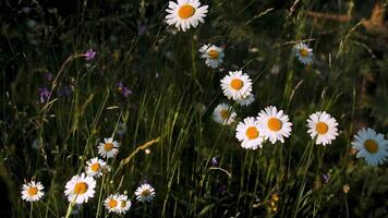 The sun on the daisies. Creative. Bright buds of daisies looking directly into the camera in the green grass on which the rays of the sun are illuminated. video