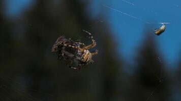 A spider weaves its prey into a cocoon on a blurred green background. Creative. Spider victim in a web in a summer field. video