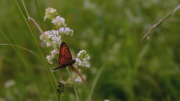 borboleta senta dentro a grama. criativo. a vento golpes a Relva crescendo dentro a compensação. uma lindo colori borboleta senta dentro uma compensação cercado de flores e Relva video