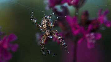 un grande araña con agua gotas en sus cuerpo. creativo. un grande insecto se sienta en sus web y púrpura brillante flores en el antecedentes en macro fotografía. video