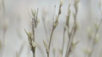 Close up view of beautiful green buds growing on branches of trees outside in spring forest. Stock footage. Fresh tree branches on a blurred background in sunlight. video