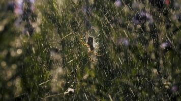 pioggia con un' ragno su un' ragnatela nel macro fotografia. creativo. luminosa piccolo gocce di acqua illuminato di il di sole raggi autunno su il ragnatela su quale il ragno si siede e si sposta suo zampe. video