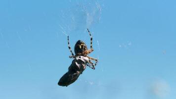 Tarantula in macro photography. Creative. The spider takes a large gray stone and carries it along the web and in the background you can see a bright blue cloudless sky. video