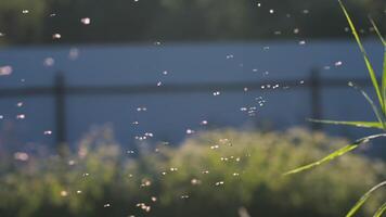 fliegend Mücken.kreativ. schweben im das Sonnenlicht sind klein schwarz Insekten mit ein Zaun sichtbar hinter ihnen. video