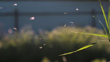 Lots of midges flying on sunny day. Creative. Swarm of midges flies in summer meadow. Sultry day with midges in meadow video