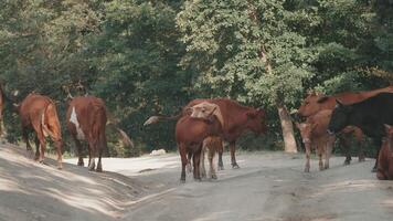 Kühe Weiden lassen auf Straße im Wald. kreativ. Herde von Kühe auf Straße auf Hintergrund von Sommer- Wald. Kühe auf Wald Fahrbahn video