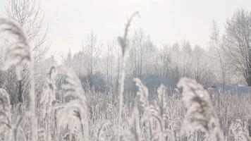 Snow-covered branches in the winter forest.Creative.A snow-covered white forest shot during the day in which all the grass is covered with snow and there are large snowdrifts and the white sky is video