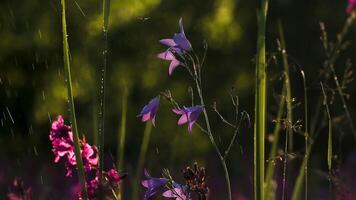 avvicinamento irrigazione di campanule. creativo. acqua spruzzi su bellissimo campanula fiori. irrigazione giardino fiori su soleggiato estate giorno video