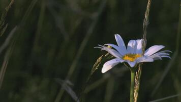 een mooi kamille groeit in een veld. creatief. een bloem met wit bloemblaadjes en een geel centrum. de wind slagen een bloem groeit in een opruimen video