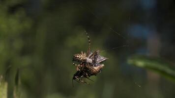 Close up of a tiny spider on the web on green defocused background of a summer meadow. Creative. Small insect in the field and its victim. video