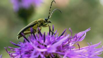 le scarabée est assis sur une violet fleur. créatif. une proche coup de une bleu-violet fleur et une noir scarabée contre une vert prairie. moustachu scarabée sur une fleur bourgeon video